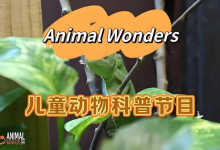 油管热门英文儿童动物科普节目《动物奇观 Animal Wonders》-纯净分享